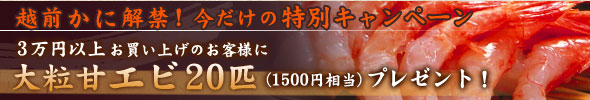 越前かに解禁!!特別キャンペーン!3万円以上お買い上げのお客様に大粒甘エビ20匹プレゼント!!